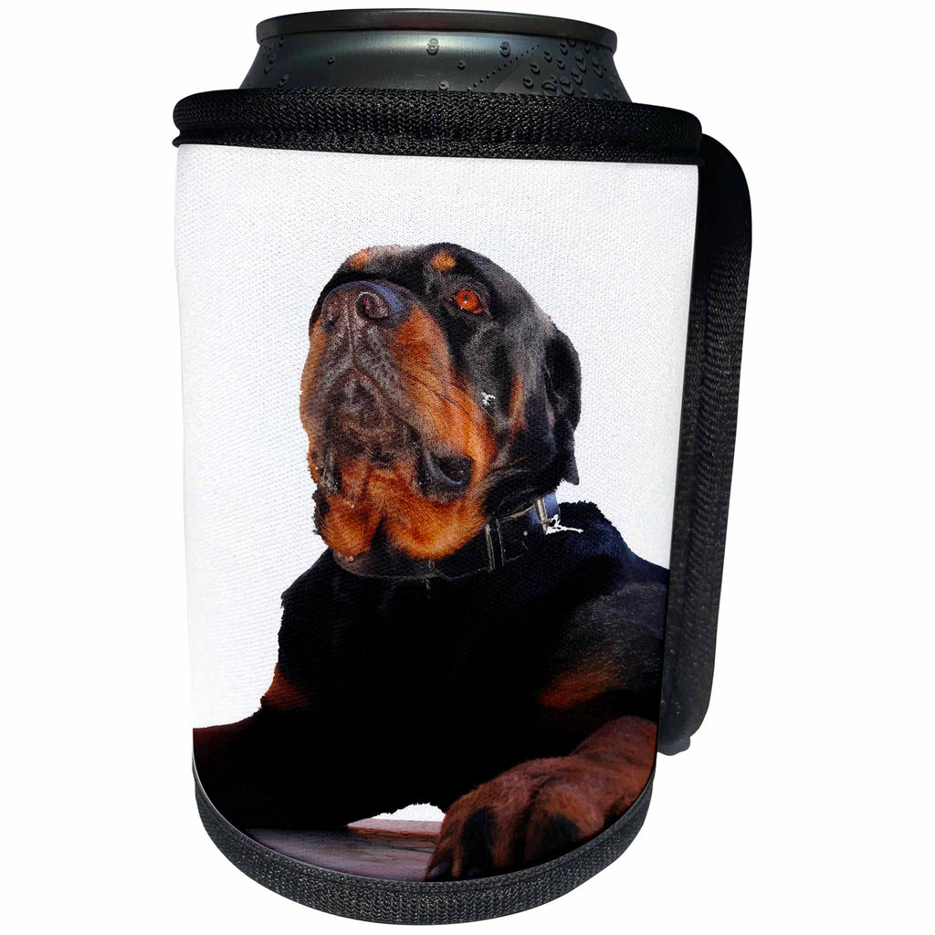 3dRose Taiche - Vector - Rottweiler - Regal and Proud Male Rottweiler Portrait Isolated - Can Cooler Bottle Wrap (cc_243202)