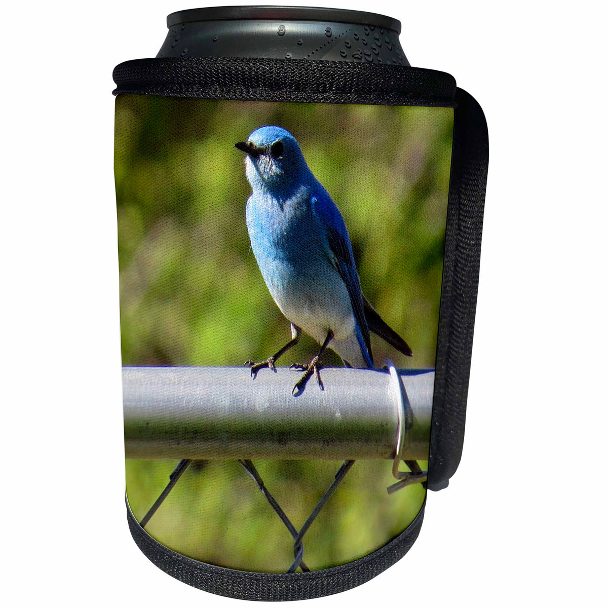 3dRose Jos Fauxtographee- Birds - A pretty blue bird sitting on a chain link fence - Can Cooler Bottle Wrap (cc_245458)