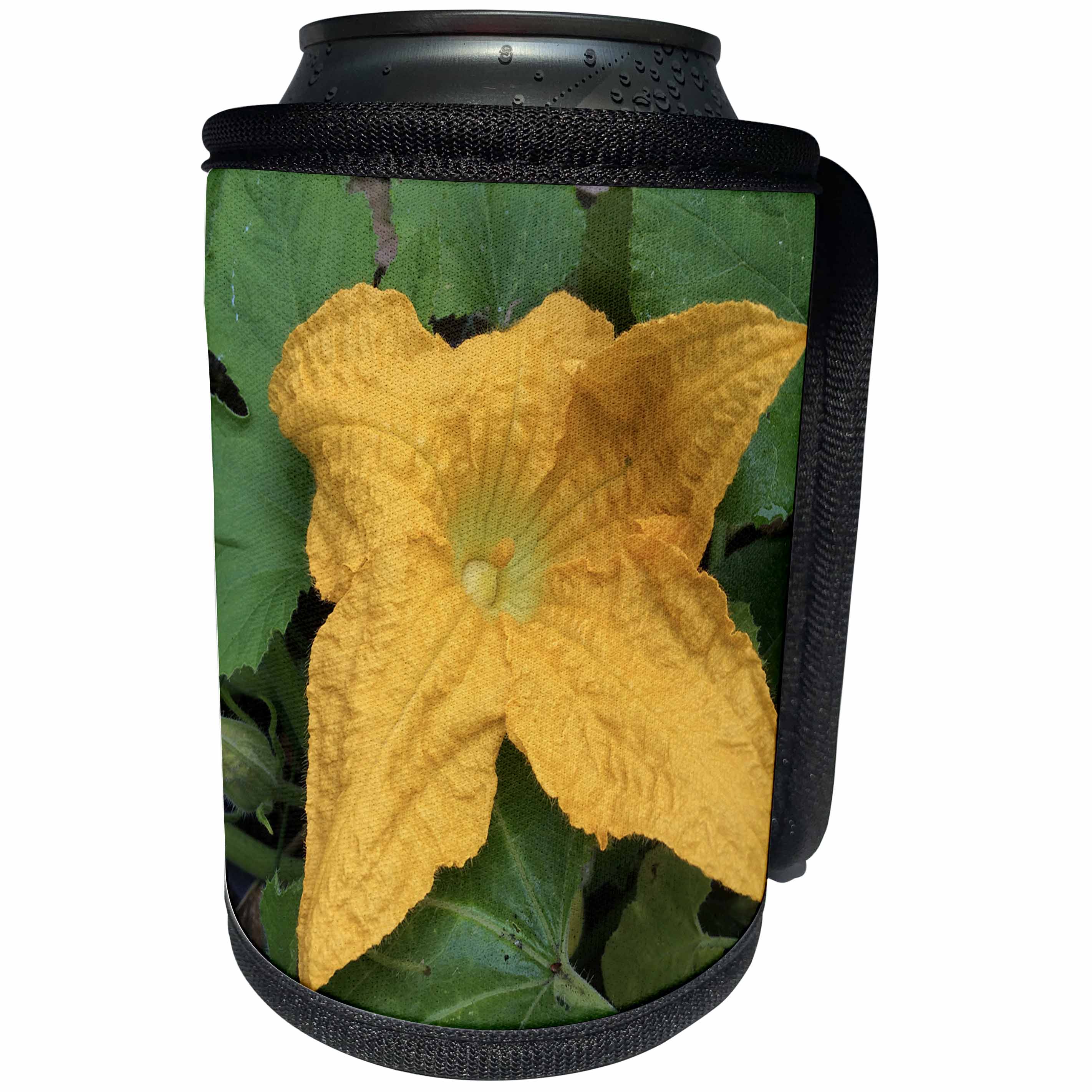 3dRose DYLAN SEIBOLD - PHOTOGRAPHY - YELLOW ZUCCHINI FLOWER - Can Cooler Bottle Wrap (cc_245732)