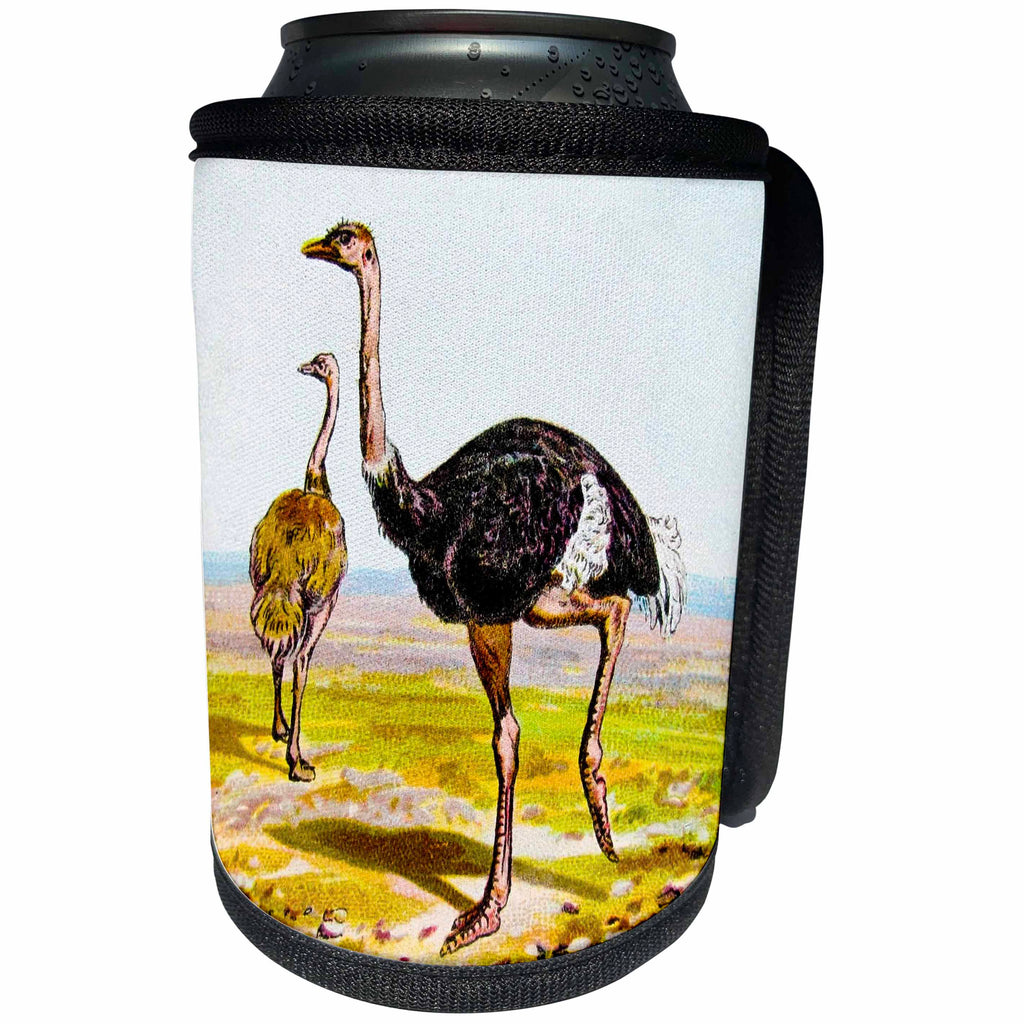 3dRose Scenes from the Past Magic Lantern - Vintage Hand Drawn Magic Lantern Slide Ornithology Study Ostrich 1900 - Can Cooler Bottle Wrap (cc_246042)