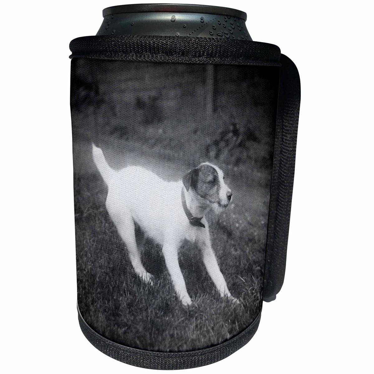 3dRose Scenes from the Past Magic Lantern - Vintage Cute Young Jack Russell Terrier Puppy Circa 1910 Magic Lantern - Can Cooler Bottle Wrap (cc_246045)