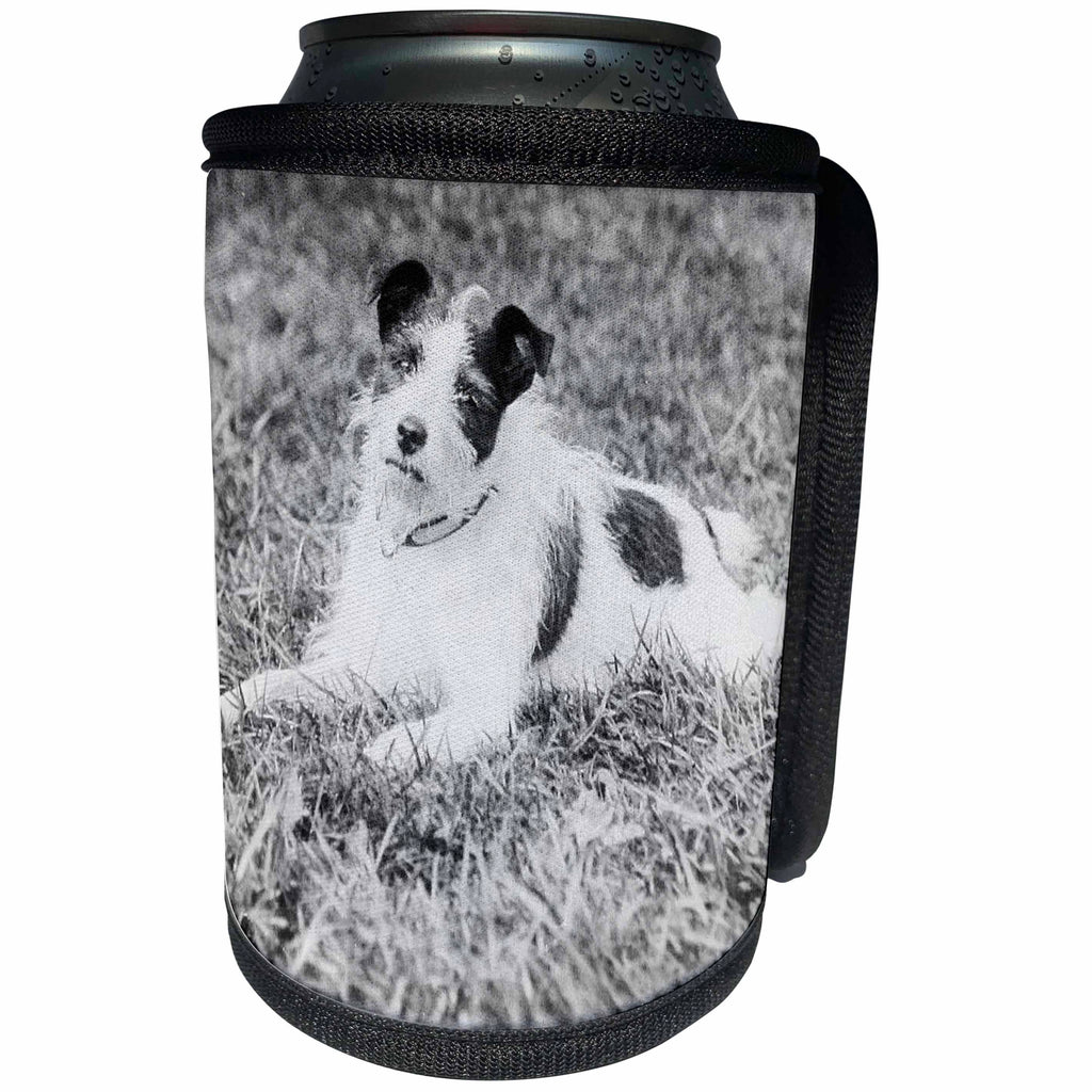 3dRose Scenes from the Past Magic Lantern - Vintage Terrier Called Terry Jack Russell Terrier Puppy Mix Circa 1910 - Can Cooler Bottle Wrap (cc_246046)