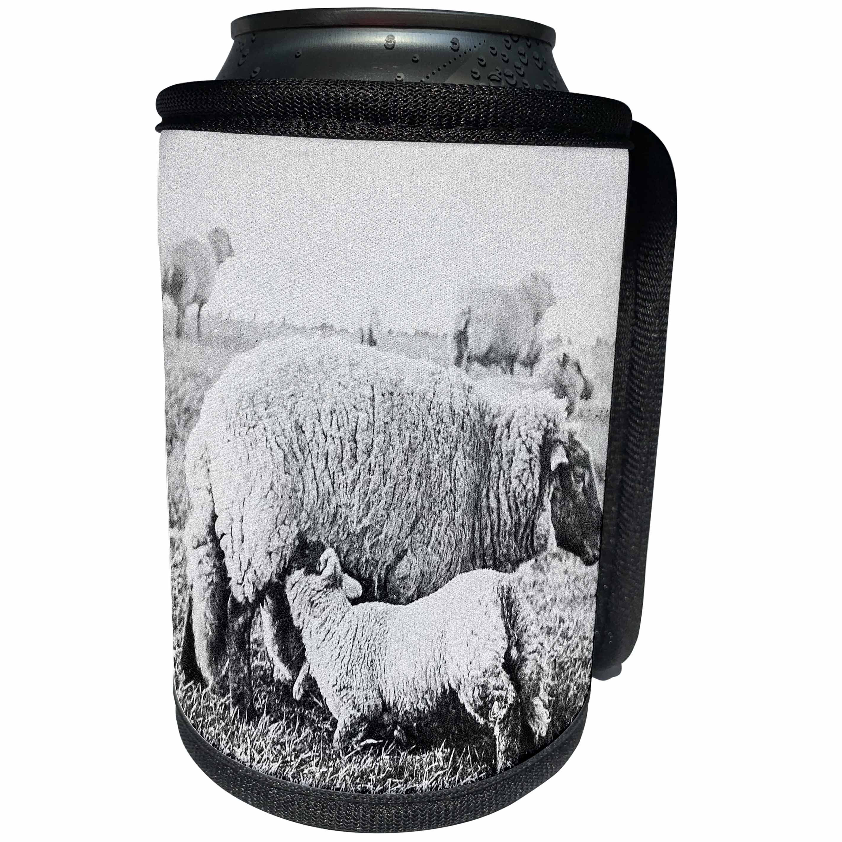 3dRose Scenes from the Past Magic Lantern - Victorian View of Shropshire Sheep Ewes and Lambs 1890 Farming - Can Cooler Bottle Wrap (cc_246204)