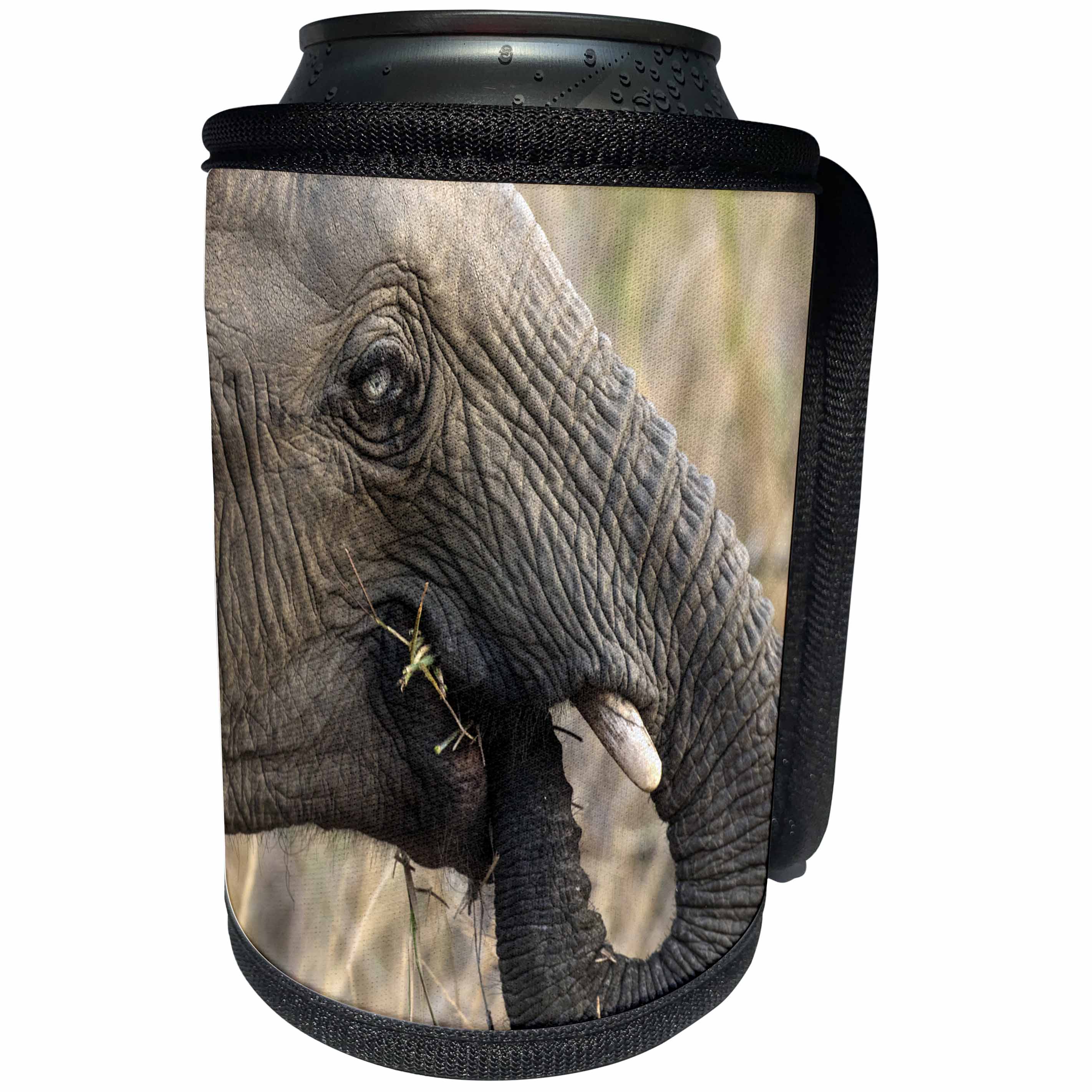 3dRose Danita Delimont - Elephant - South Africa, Sabi Sabi Private Game Reserve. Blue-eyed elephant. - Can Cooler Bottle Wrap (cc_247214)