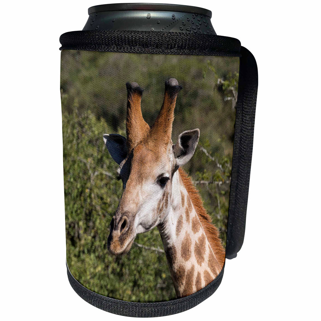 3dRose Danita Delimont - Giraffe - South Africa, Durban, Tala Game Reserve. Giraffe. - Can Cooler Bottle Wrap (cc_247221)