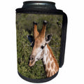 3dRose Danita Delimont - Giraffe - South Africa, Durban, Tala Game Reserve. Giraffe. - Can Cooler Bottle Wrap (cc_247221)