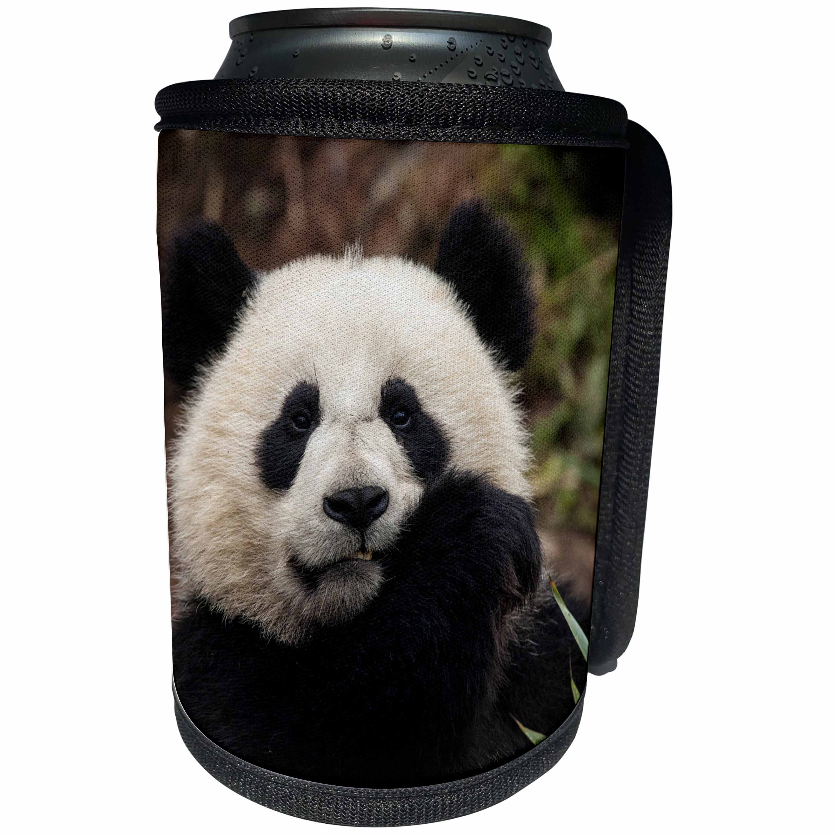 3dRose Danita Delimont - Panda - China, Chengdu Panda Base. Close-up of young giant panda. - Can Cooler Bottle Wrap (cc_247290)