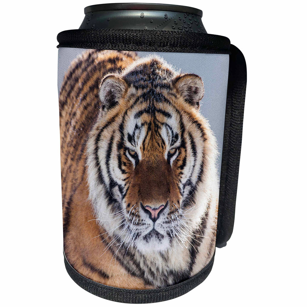 3dRose Danita Delimont - Tiger - China, Harbin, Siberian Tiger Park. Siberian tiger. - Can Cooler Bottle Wrap (cc_247293)