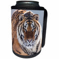 3dRose Danita Delimont - Tiger - China, Harbin, Siberian Tiger Park. Siberian tiger. - Can Cooler Bottle Wrap (cc_247293)