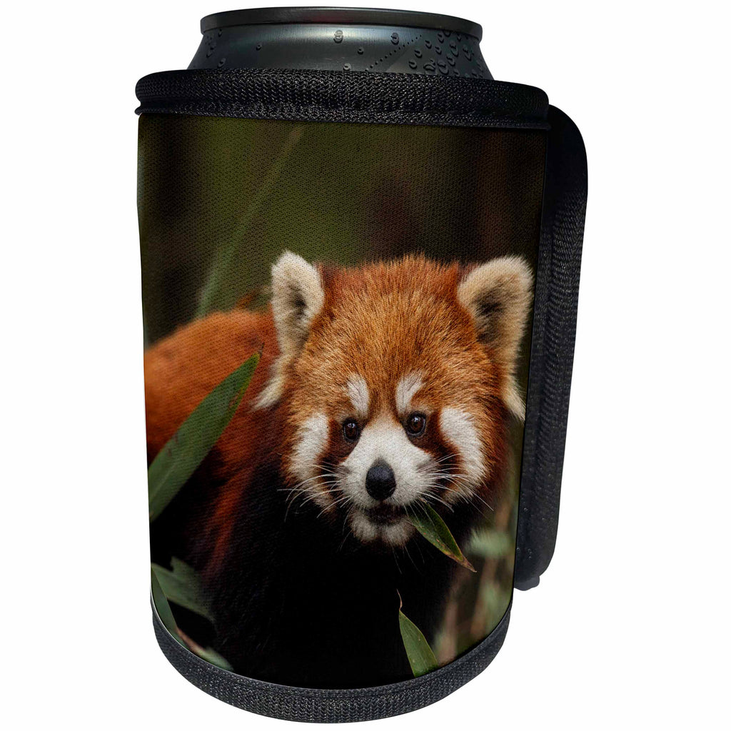 3dRose Danita Delimont - Panda - China, Chengdu, Wolong National Natural Reserve. Red or lesser panda. - Can Cooler Bottle Wrap (cc_247297)