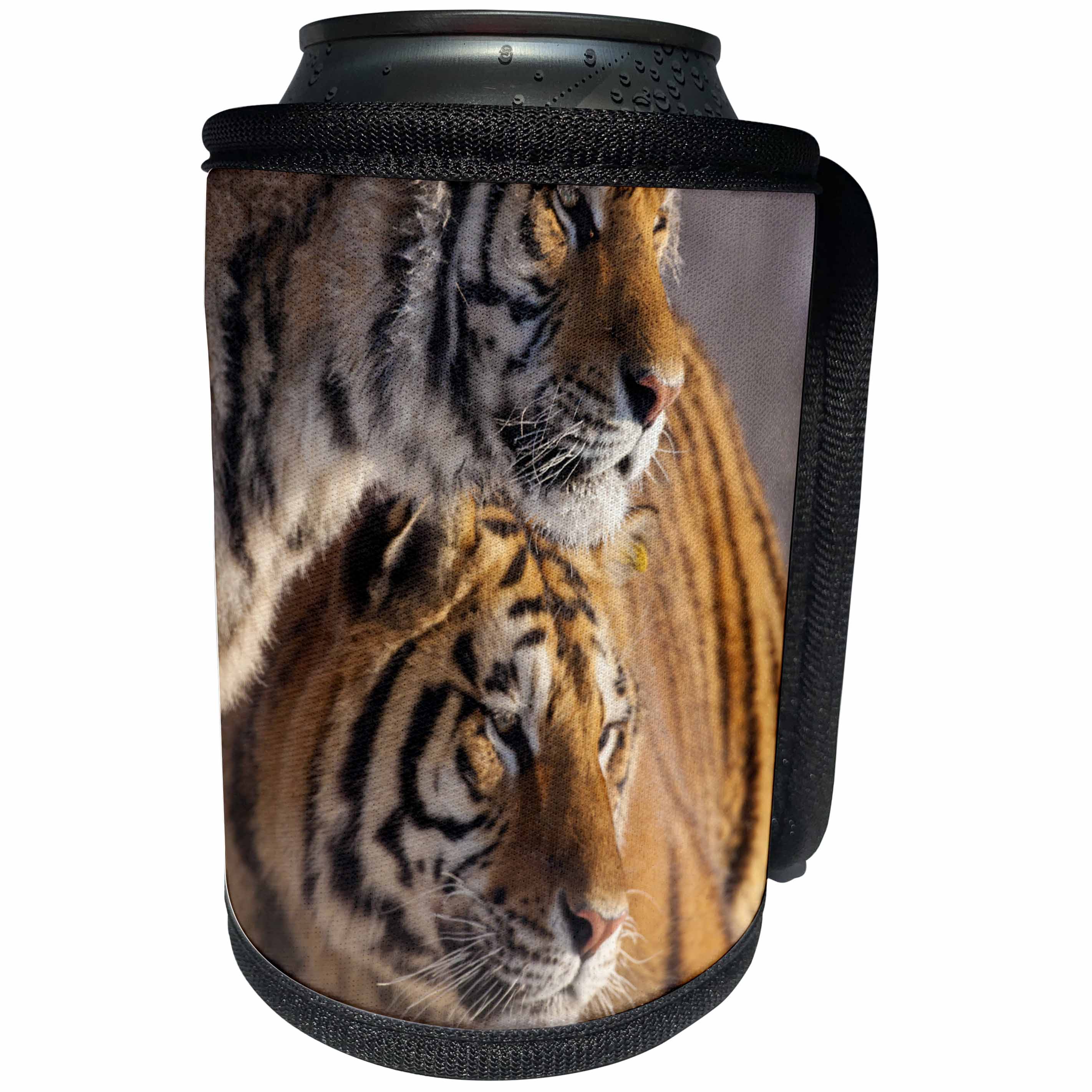 3dRose Danita Delimont - Tiger - China, Harbin, Siberian Tiger Park. Affectionate Siberian tigers. - Can Cooler Bottle Wrap (cc_247300)