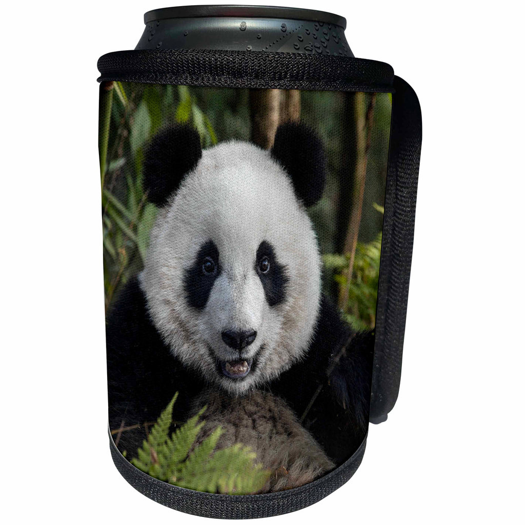 3dRose Danita Delimont - Panda - China, Chengdu, Chengdu Panda Base. Portrait of young giant panda. - Can Cooler Bottle Wrap (cc_247305)