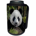 3dRose Danita Delimont - Panda - China, Chengdu, Chengdu Panda Base. Portrait of young giant panda. - Can Cooler Bottle Wrap (cc_247305)