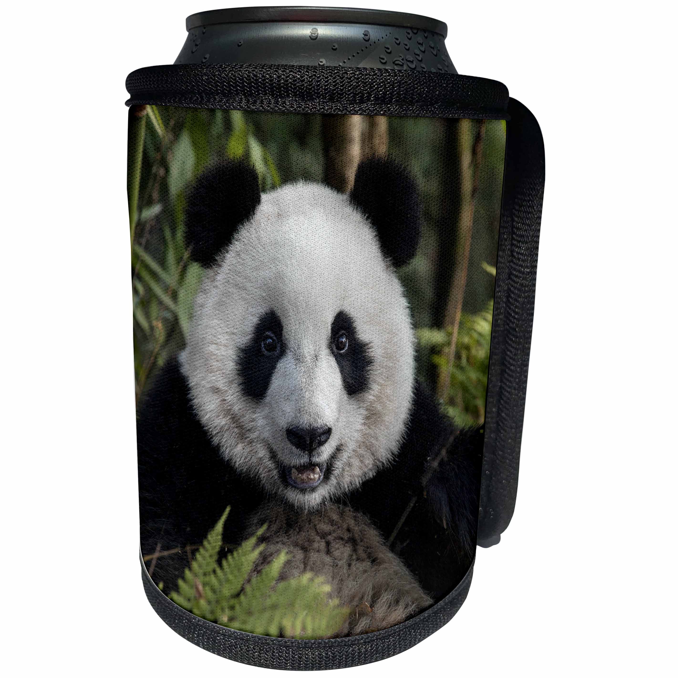 3dRose Danita Delimont - Panda - China, Chengdu, Chengdu Panda Base. Portrait of young giant panda. - Can Cooler Bottle Wrap (cc_247305)