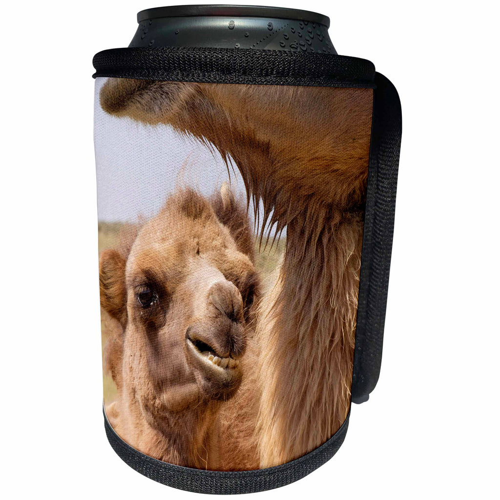 3dRose Danita Delimont - Mongolia - Mongolia, Lake Tolbo, Bactrian camels, Camelus bactrianus. - Can Cooler Bottle Wrap (cc_247784)