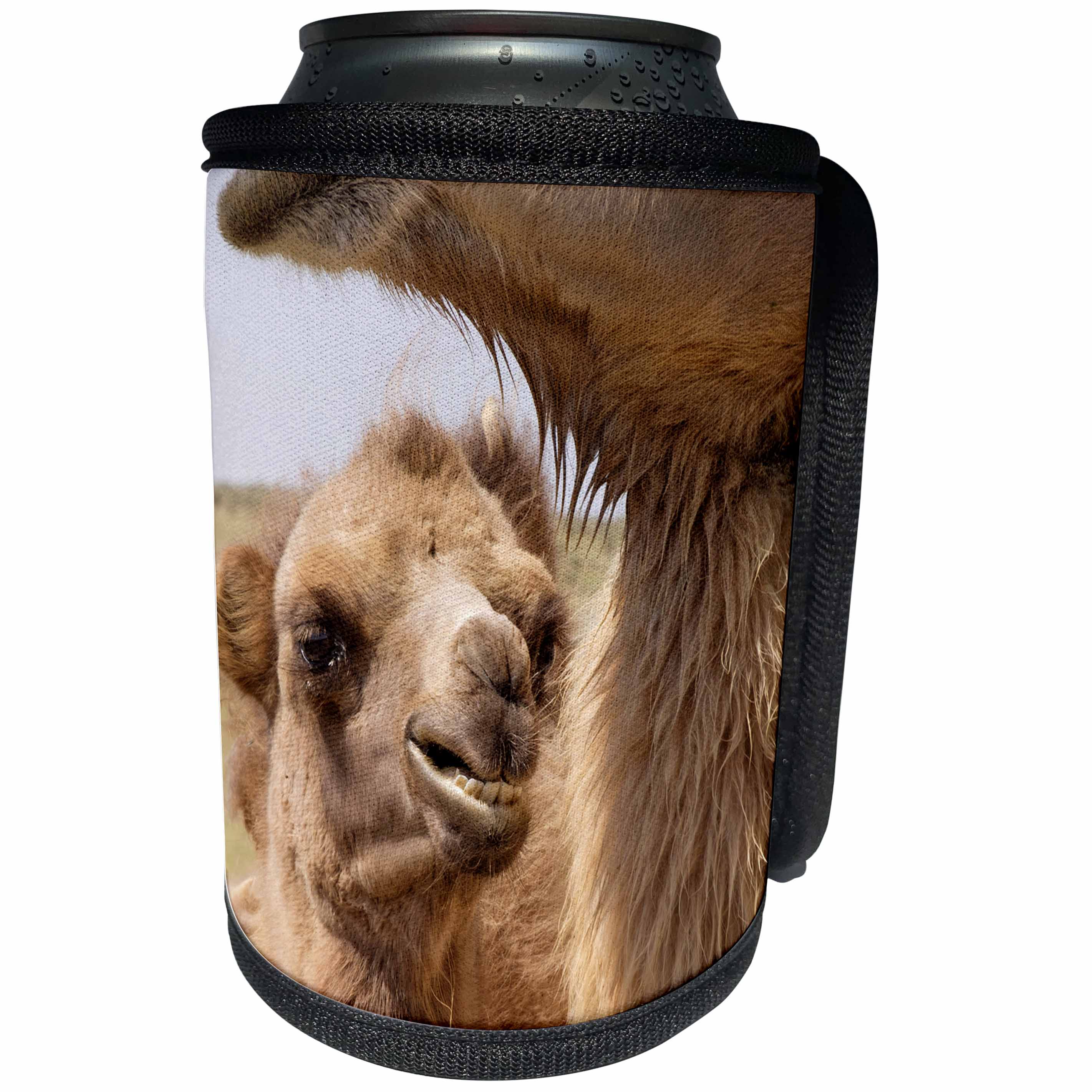 3dRose Danita Delimont - Mongolia - Mongolia, Lake Tolbo, Bactrian camels, Camelus bactrianus. - Can Cooler Bottle Wrap (cc_247784)