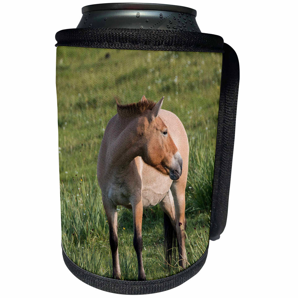 3dRose Danita Delimont - Mongolia - Mongolia, Hustai National Park. Przewalskis, or Dzungarian horse. - Can Cooler Bottle Wrap (cc_247833)