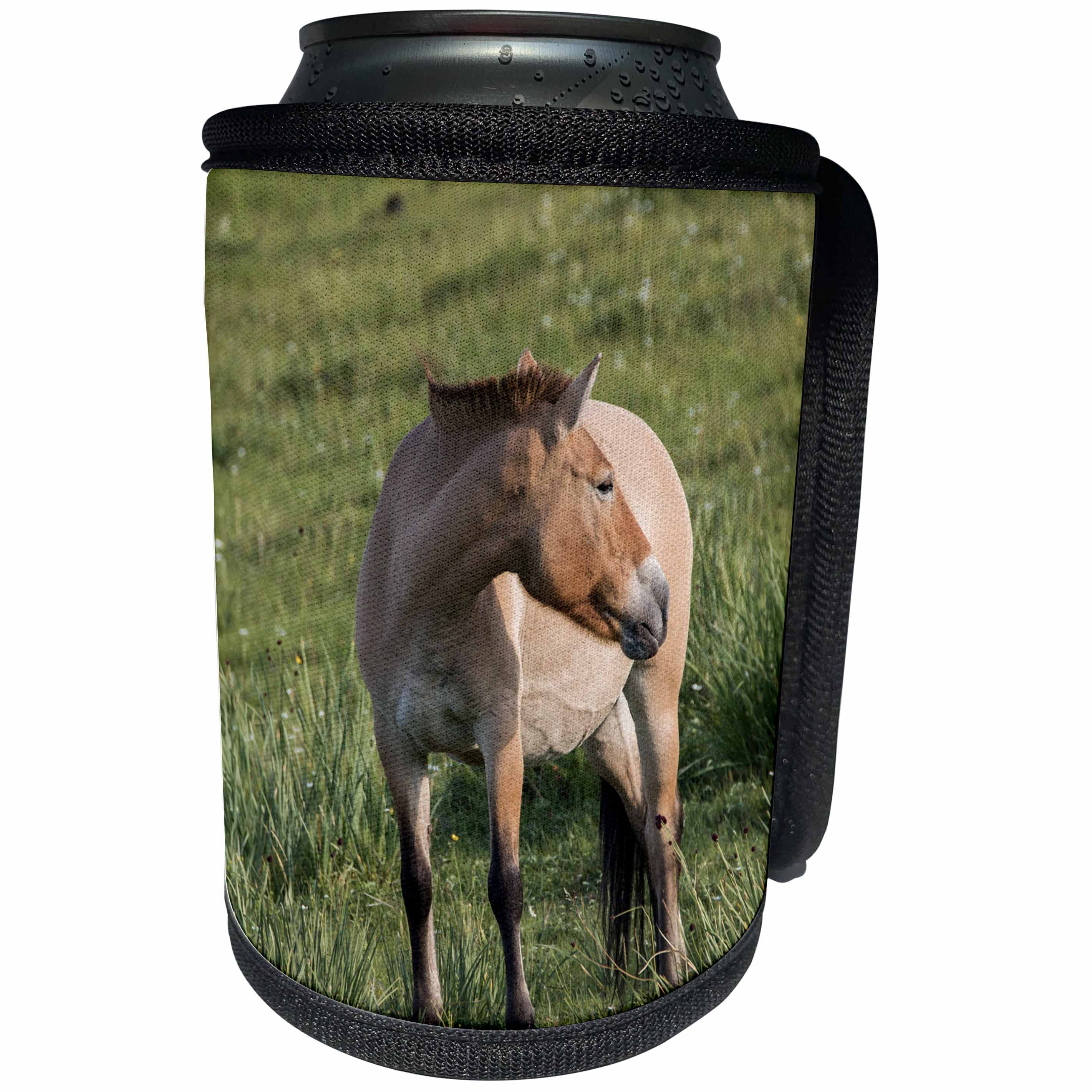 3dRose Danita Delimont - Mongolia - Mongolia, Hustai National Park. Przewalskis, or Dzungarian horse. - Can Cooler Bottle Wrap (cc_247833)