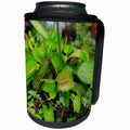 3dRose Danita Delimont - Cairns - Carnivorous Venus Fly Trap, Cairns Botanic Gardens, Queensland. - Can Cooler Bottle Wrap (cc_248193)