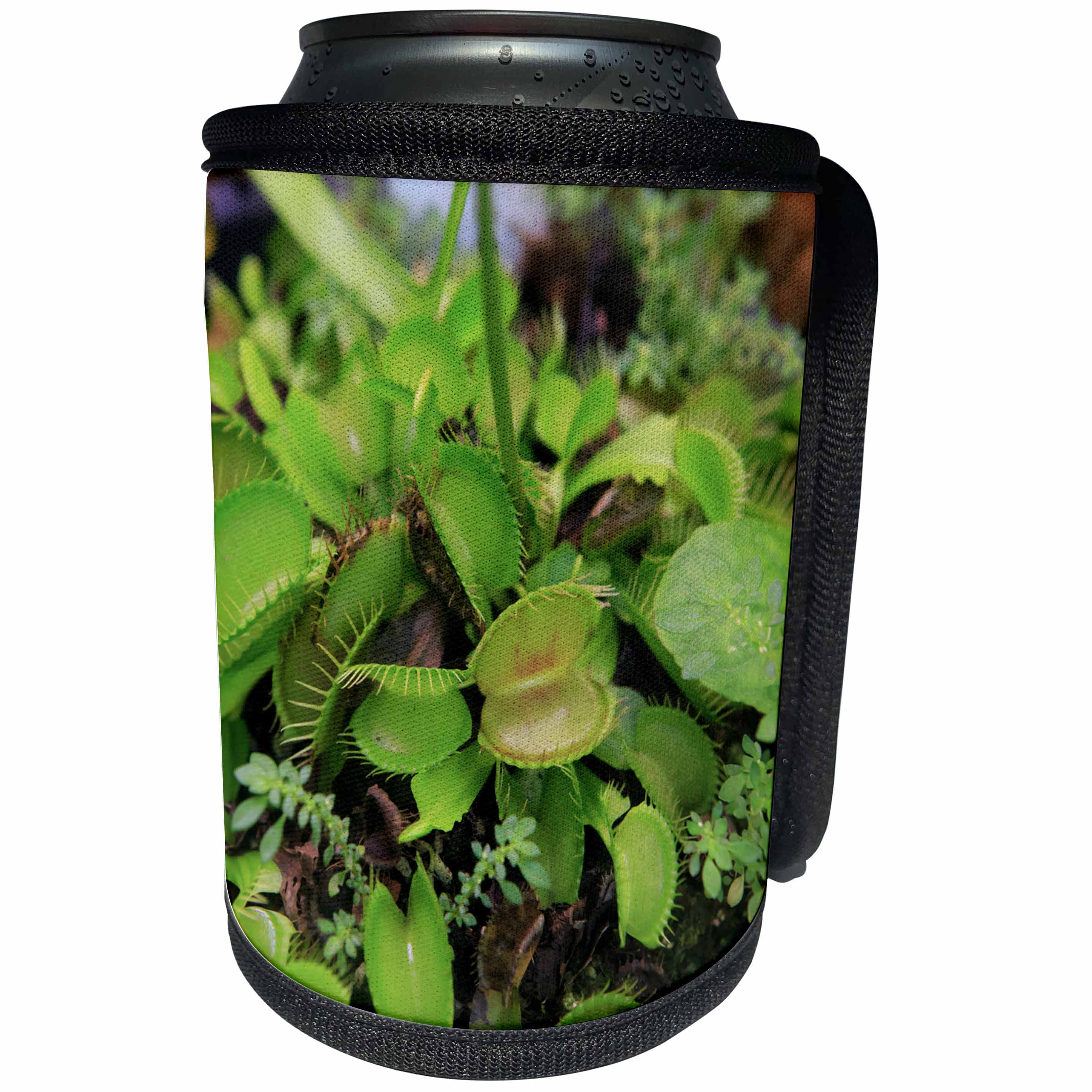 3dRose Danita Delimont - Cairns - Carnivorous Venus Fly Trap, Cairns Botanic Gardens, Queensland. - Can Cooler Bottle Wrap (cc_248193)