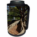 3dRose Danita Delimont - Auckland - Moreton Fig Tree, Auckland Domain park, New Zealand - Can Cooler Bottle Wrap (cc_248272)