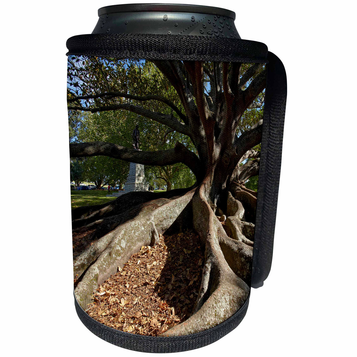 3dRose Danita Delimont - Auckland - Moreton Fig Tree, Auckland Domain park, New Zealand - Can Cooler Bottle Wrap (cc_248272)
