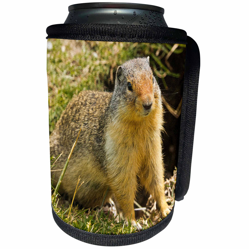 3dRose Danita Delimont - Squirrel - Columbia Ground Squirrel, Glacier National Park, British Columbia - Can Cooler Bottle Wrap (cc_248341)