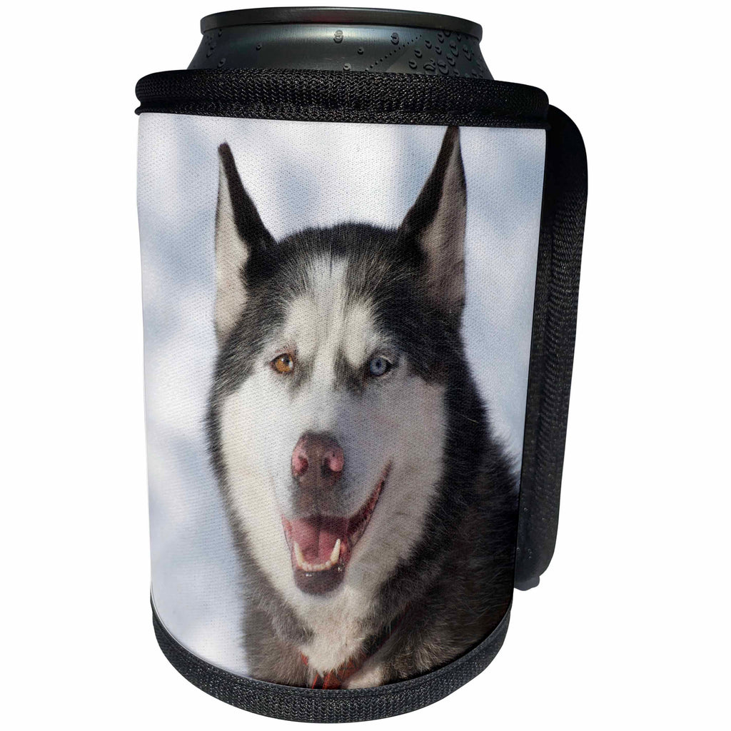 3dRose Danita Delimont - Dog - Sled dog, British Columbia. - Can Cooler Bottle Wrap (cc_248356)