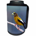 3dRose Danita Delimont - Bird - The evening grosbeak is a passerine bird in the finch family. - Can Cooler Bottle Wrap (cc_248362)