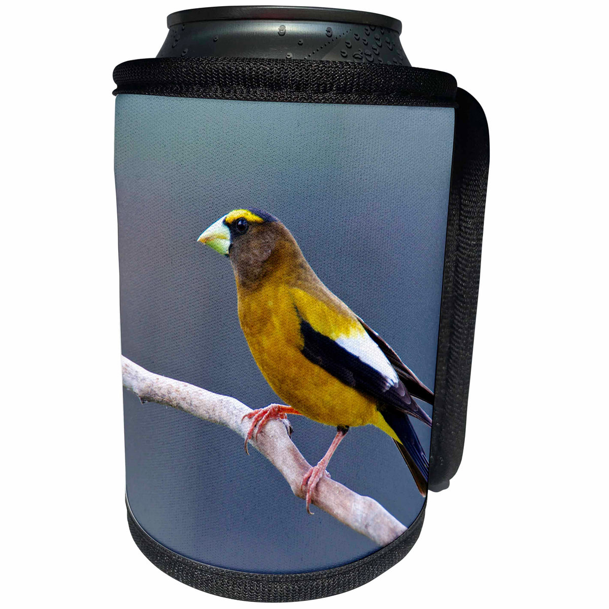 3dRose Danita Delimont - Bird - The evening grosbeak is a passerine bird in the finch family. - Can Cooler Bottle Wrap (cc_248362)