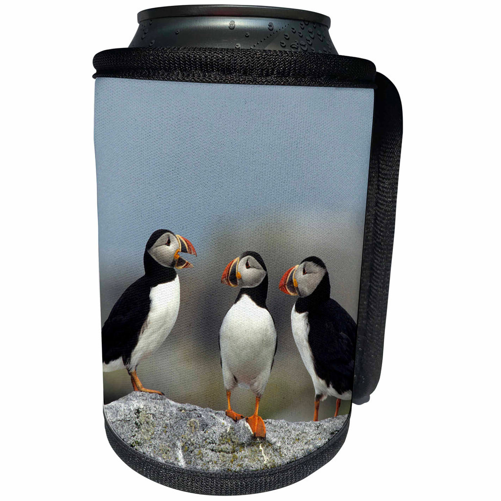 3dRose Danita Delimont - Bird - Three Atlantic Puffins, Machias Seal Island, Canada - Can Cooler Bottle Wrap (cc_248389)