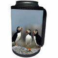 3dRose Danita Delimont - Bird - Three Atlantic Puffins, Machias Seal Island, Canada - Can Cooler Bottle Wrap (cc_248389)