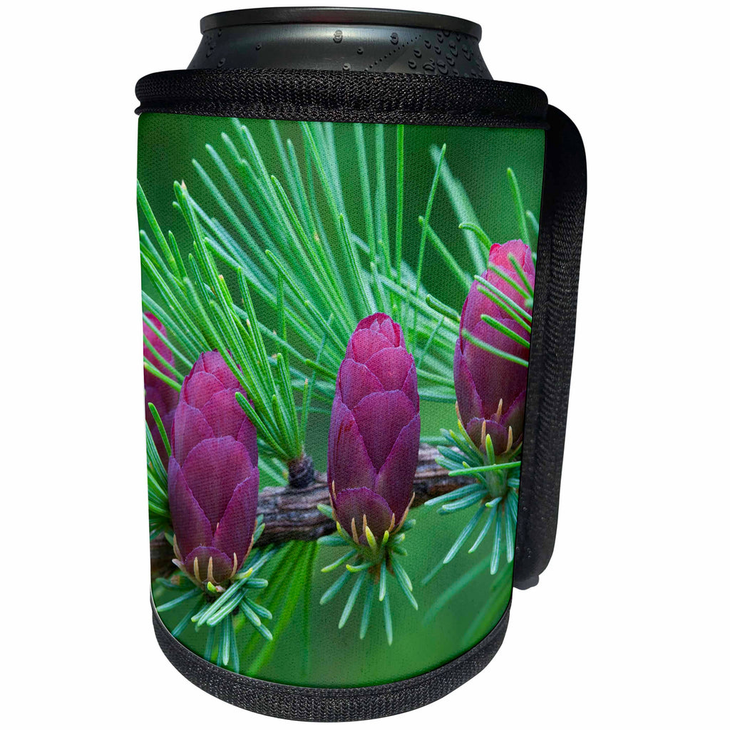 3dRose Danita Delimont - Tree - Canada, Quebec, Mount St. Bruno Conservation Park, Tamarack tree cones - Can Cooler Bottle Wrap (cc_248412)