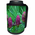 3dRose Danita Delimont - Tree - Canada, Quebec, Mount St. Bruno Conservation Park, Tamarack tree cones - Can Cooler Bottle Wrap (cc_248412)