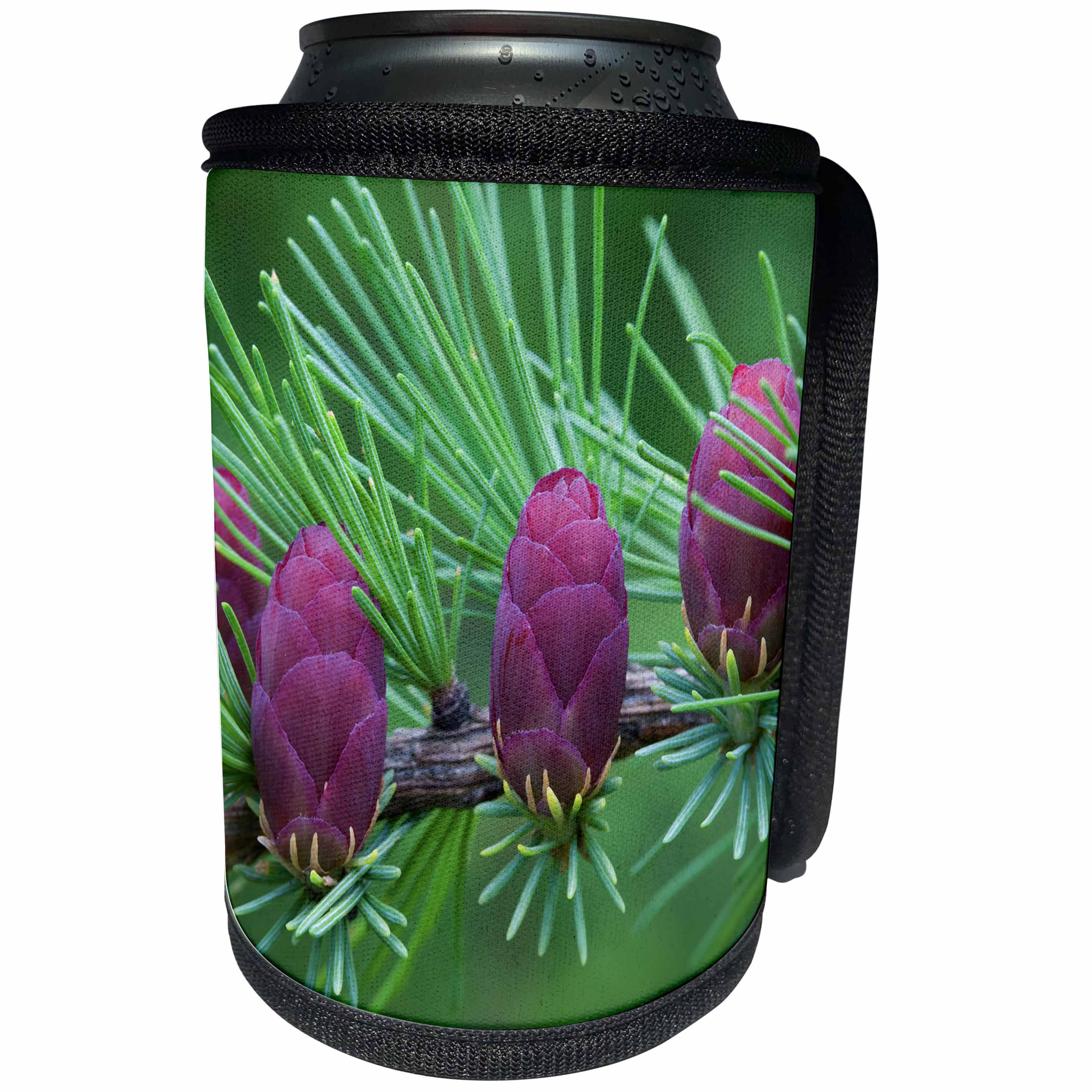 3dRose Danita Delimont - Tree - Canada, Quebec, Mount St. Bruno Conservation Park, Tamarack tree cones - Can Cooler Bottle Wrap (cc_248412)