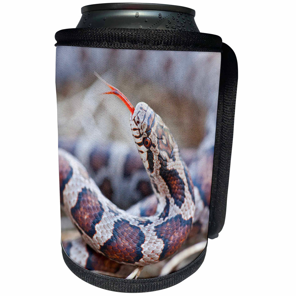 3dRose Danita Delimont - Snake - Canada, Quebec, Riviere des Prairies Park. Milk snake close-up. - Can Cooler Bottle Wrap (cc_248413)