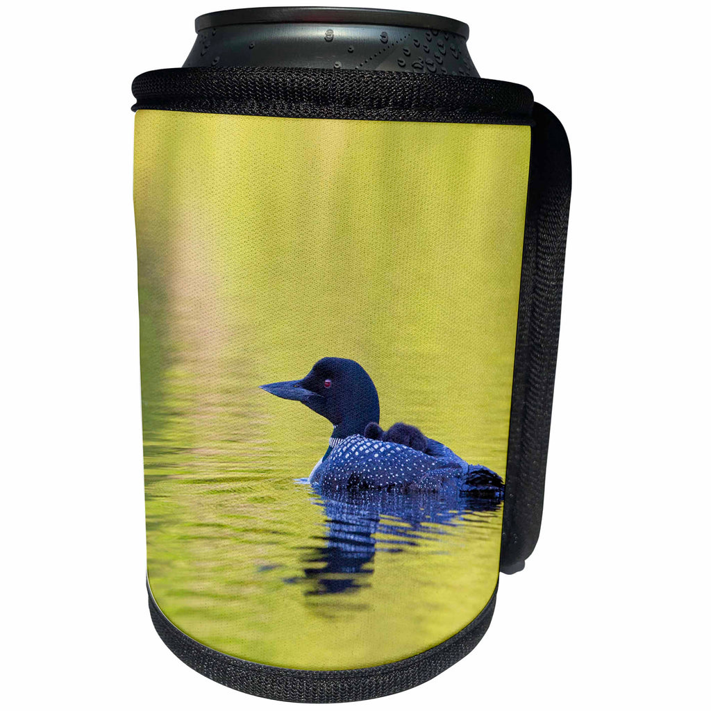 3dRose Danita Delimont - Bird - Canada, Quebec, Eastman. Common loon with sleeping chick on back. - Can Cooler Bottle Wrap (cc_248418)