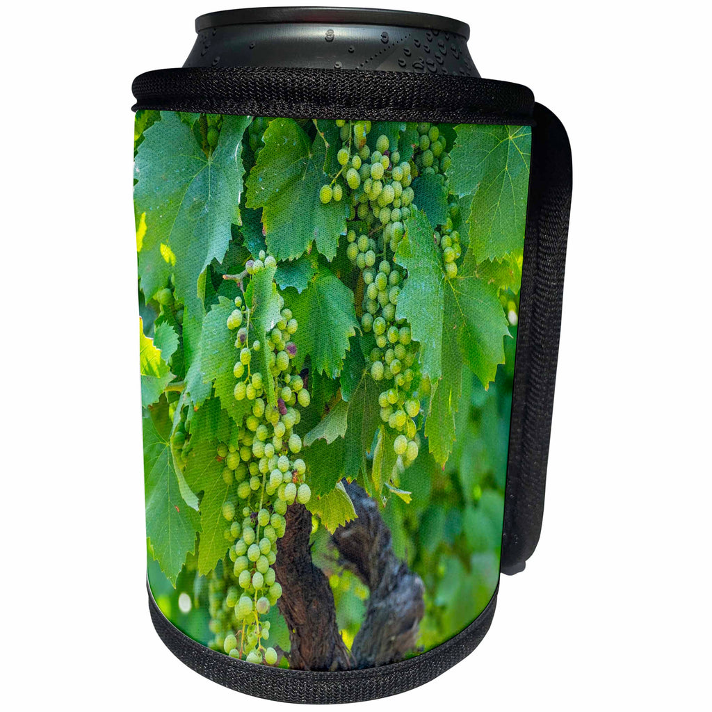 3dRose Danita Delimont - Douro Valley - Portugal, Douro Valley, Douro River, Wine grapes in Porto. - Can Cooler Bottle Wrap (cc_249477)