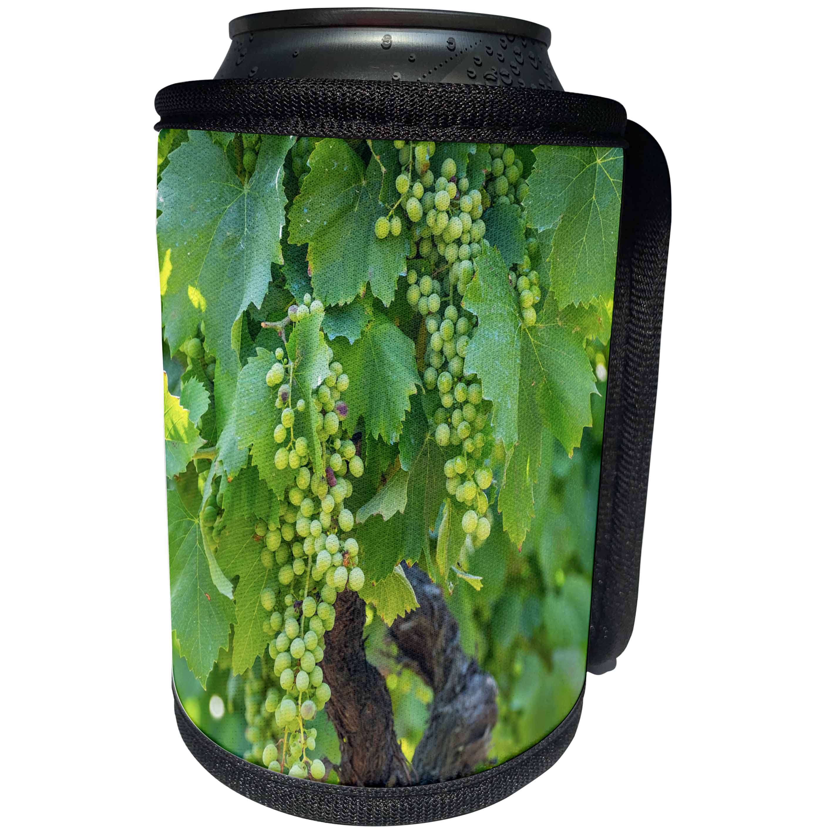3dRose Danita Delimont - Douro Valley - Portugal, Douro Valley, Douro River, Wine grapes in Porto. - Can Cooler Bottle Wrap (cc_249477)