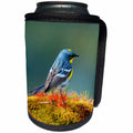 3dRose Danita Delimont - Bird - The Audubons warbler is a small New World warbler. - Can Cooler Bottle Wrap (cc_250316)