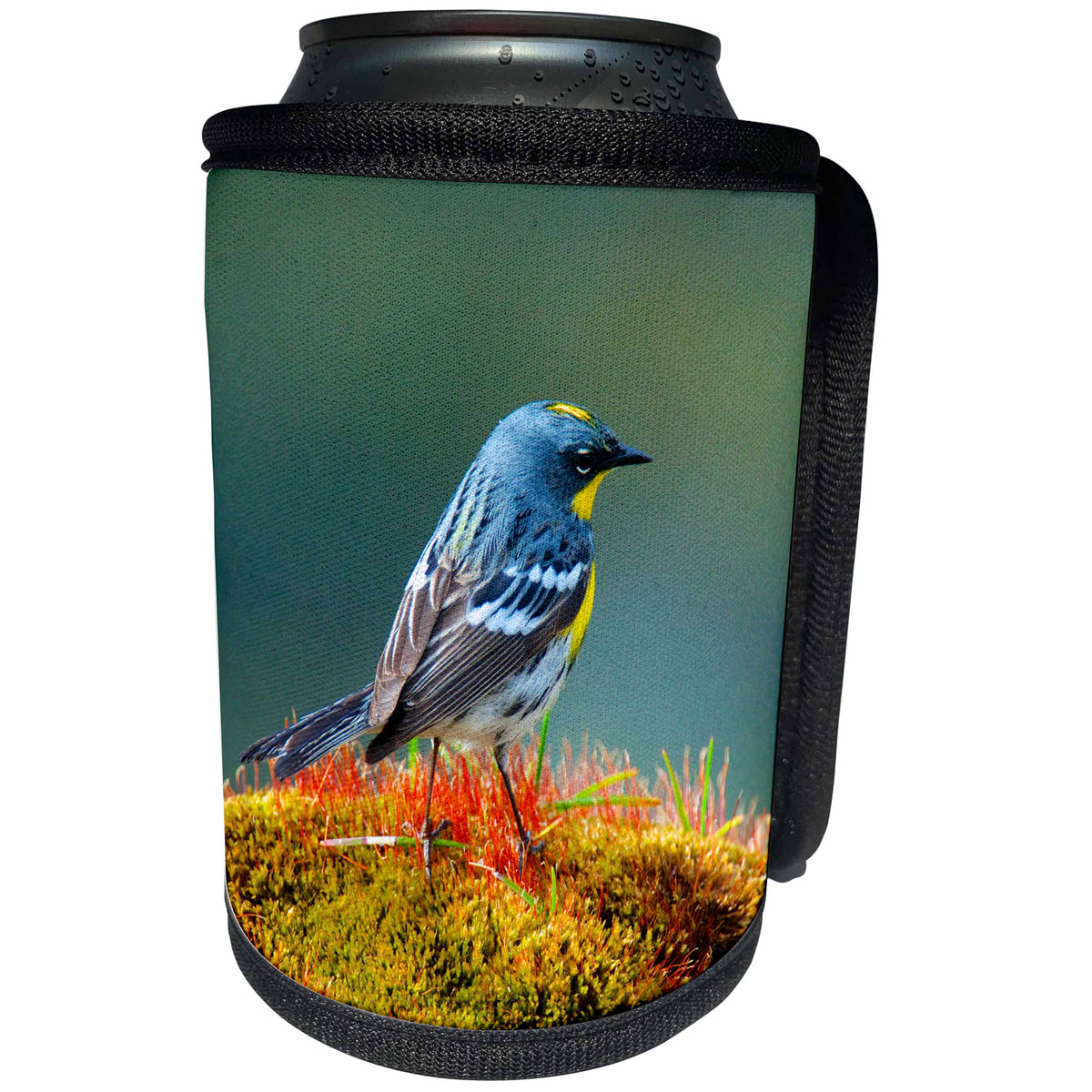 3dRose Danita Delimont - Bird - The Audubons warbler is a small New World warbler. - Can Cooler Bottle Wrap (cc_250316)