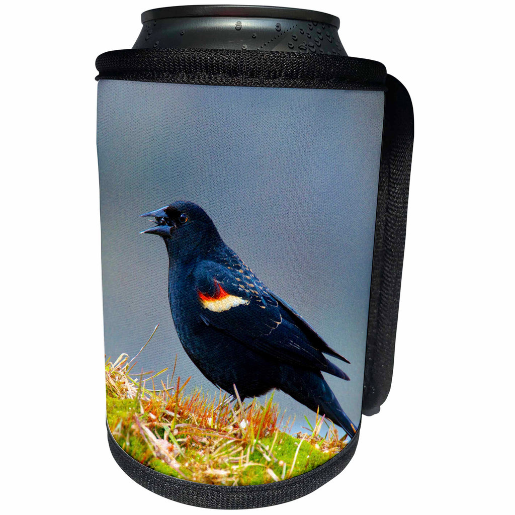 3dRose Danita Delimont - Bird - The red-winged blackbird, Agelaius phoeniceus. - Can Cooler Bottle Wrap (cc_250317)
