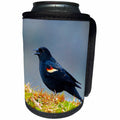 3dRose Danita Delimont - Bird - The red-winged blackbird, Agelaius phoeniceus. - Can Cooler Bottle Wrap (cc_250317)
