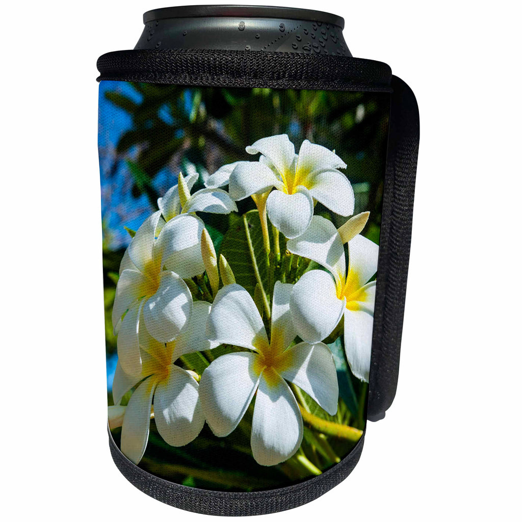 3dRose Danita Delimont - Northern Marianas - Frangipani or Plumeria, Saipan, Northern Marianas, Central Pacific - Can Cooler Bottle Wrap (cc_250385)