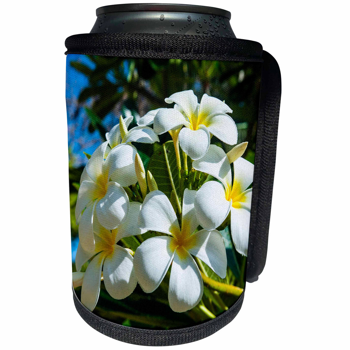 3dRose Danita Delimont - Northern Marianas - Frangipani or Plumeria, Saipan, Northern Marianas, Central Pacific - Can Cooler Bottle Wrap (cc_250385)