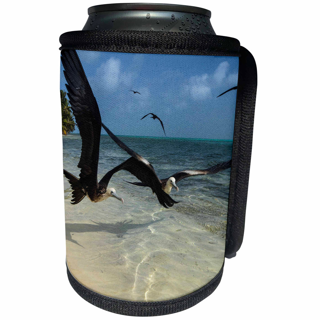 3dRose Danita Delimont - Belize - Magnificent Frigatebird, Half Moon Caye, Lighthouse Reef, Belize 01 - Can Cooler Bottle Wrap (cc_250439)