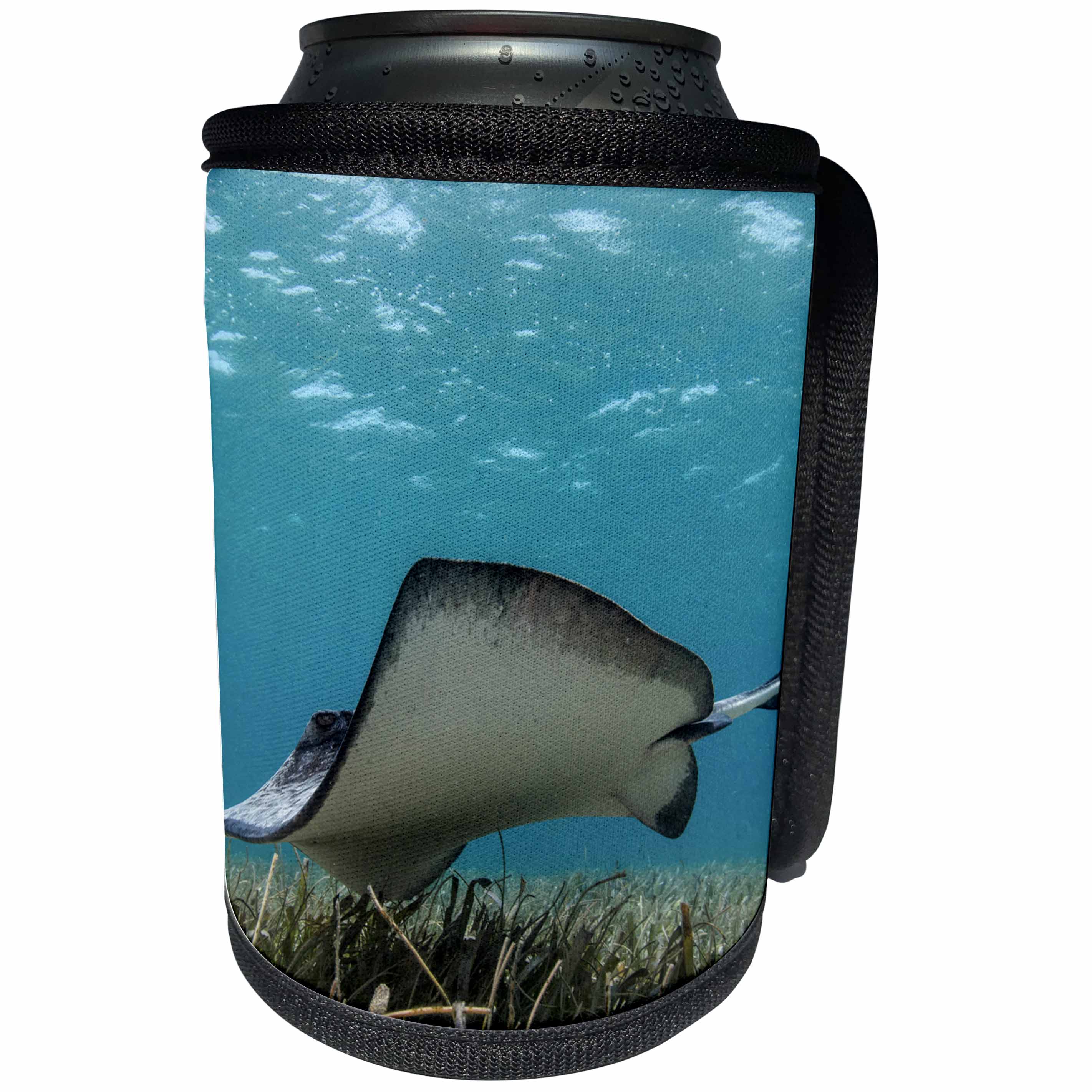 3dRose Danita Delimont - Belize - Southern Stingray, Belize Barrier Reef, Belize - Can Cooler Bottle Wrap (cc_250443)