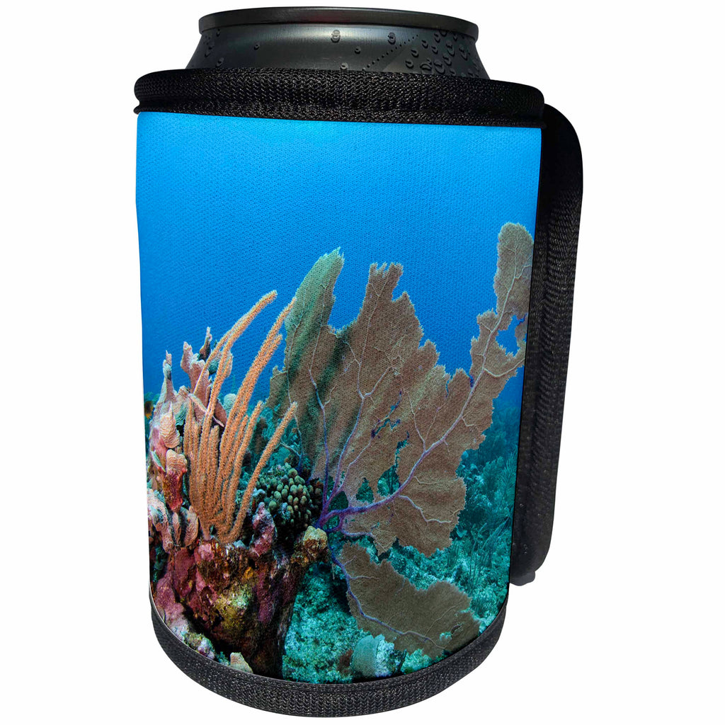 3dRose Danita Delimont - Belize - Venus Sea Fan, Hol Chan Marine Reserve, Coral Reef Island, Belize. - Can Cooler Bottle Wrap (cc_250444)