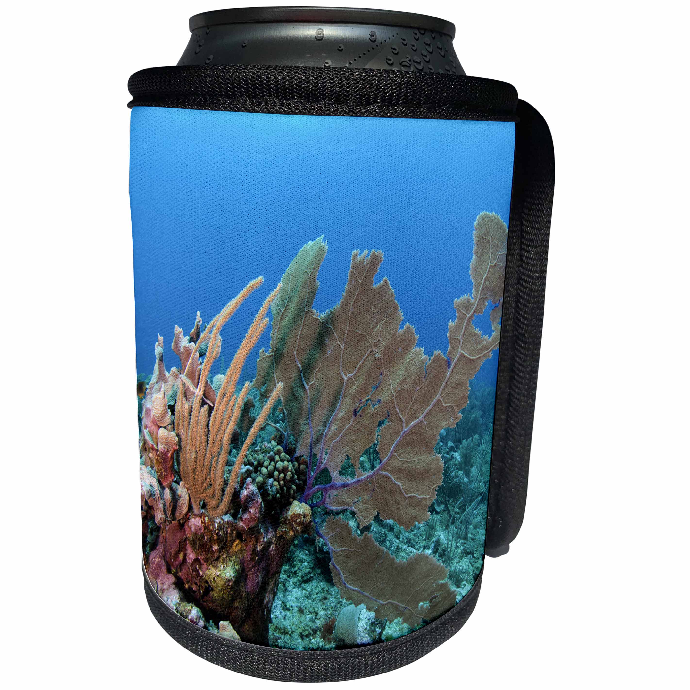 3dRose Danita Delimont - Belize - Venus Sea Fan, Hol Chan Marine Reserve, Coral Reef Island, Belize. - Can Cooler Bottle Wrap (cc_250444)