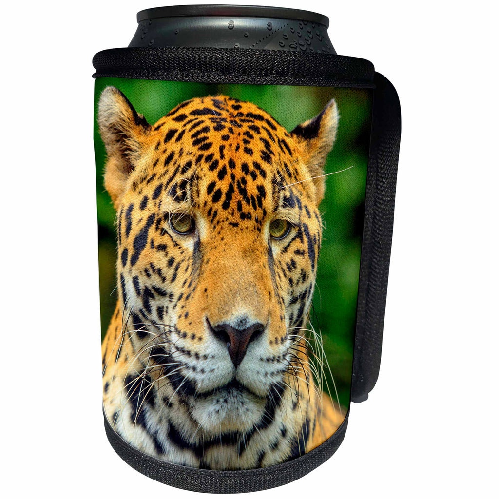 3dRose Danita Delimont - Belize - Jaguar, Panthera onca, Belize Zoo near Belize City, Belize - Can Cooler Bottle Wrap (cc_250450)